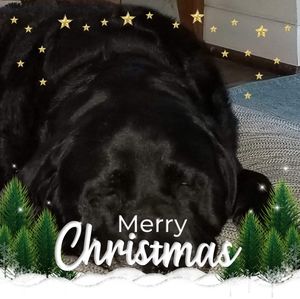 Meet your Posher, Ann